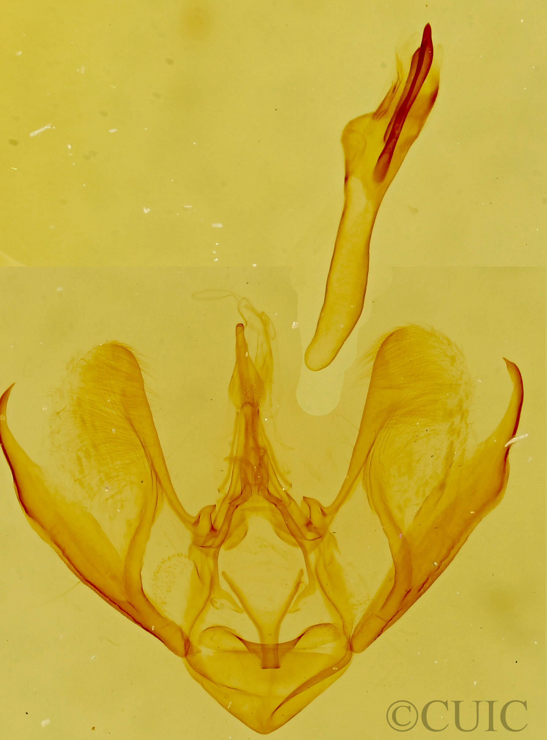 genitalia view of adult Eupithecia sinuata