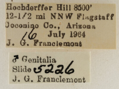 label view of adult Eupithecia sinuata