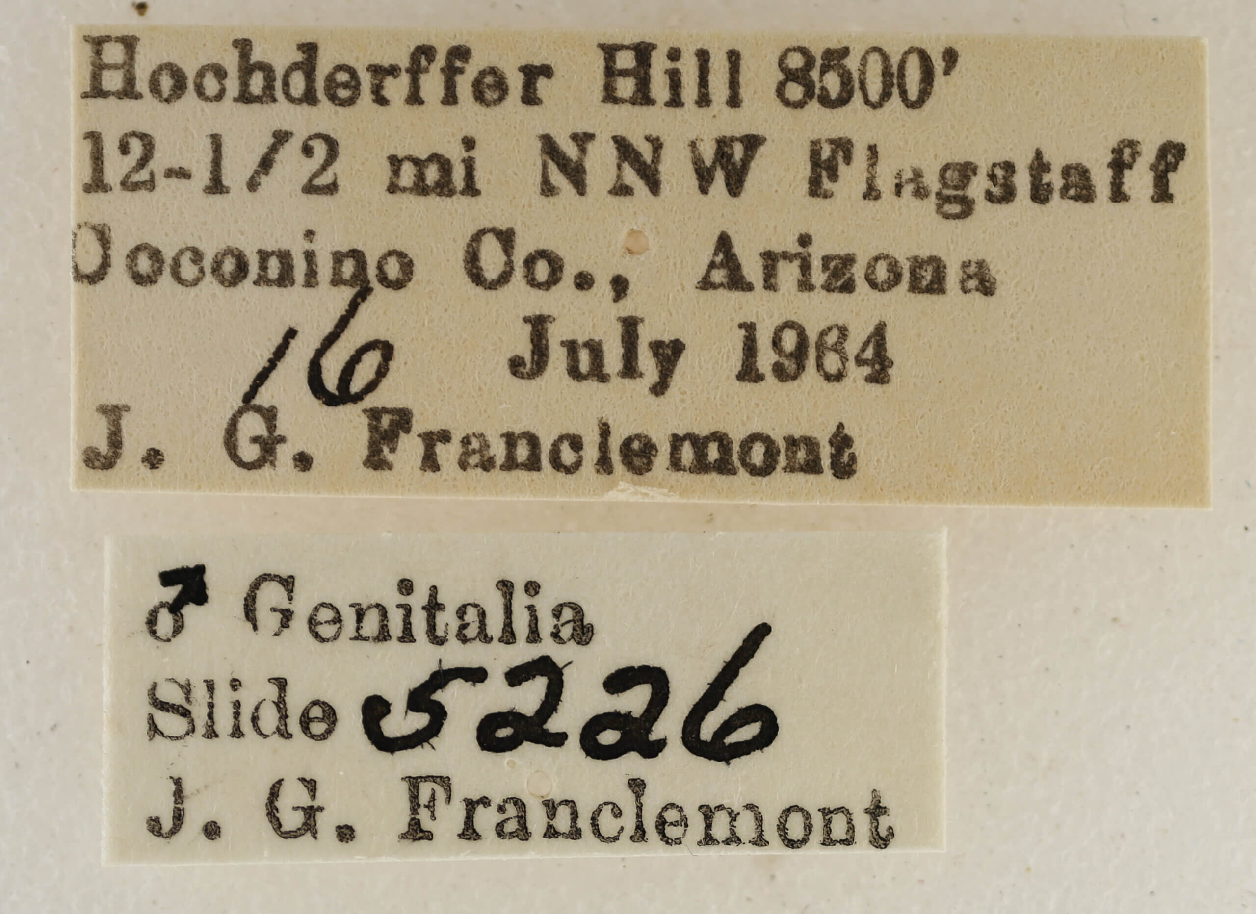 label view of adult Eupithecia sinuata