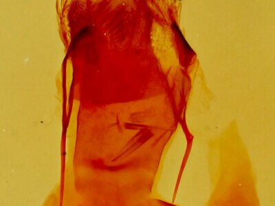 genitalia view of adult Eupithecia sinuata