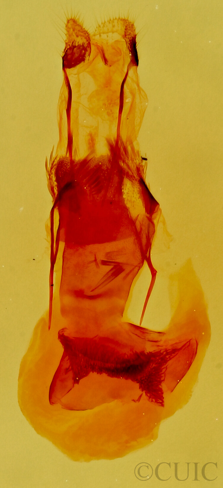 genitalia view of adult Eupithecia sinuata