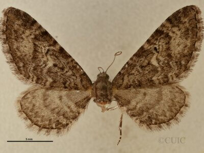 dorsal view of adult Eupithecia sinuata