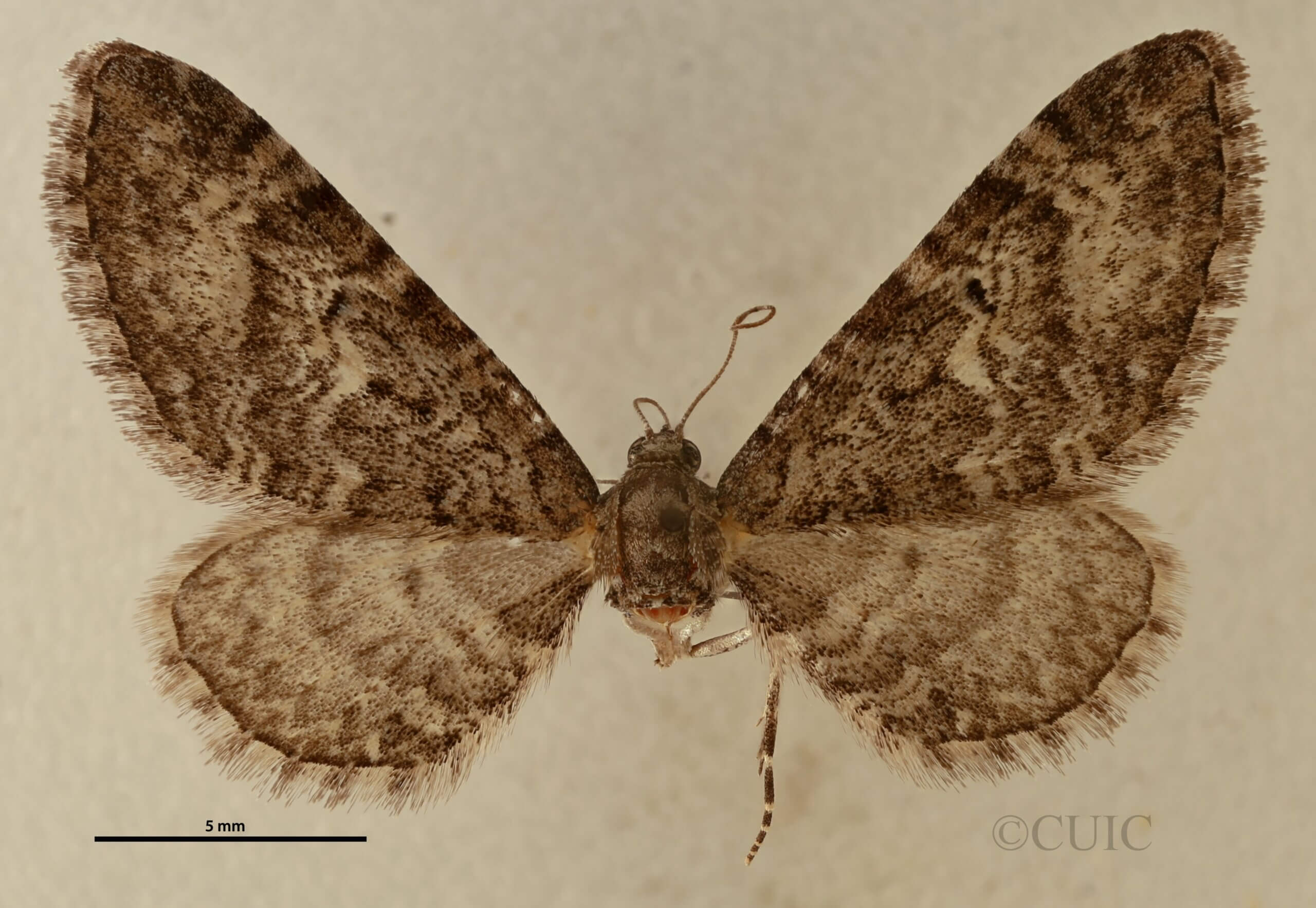 dorsal view of adult Eupithecia sinuata