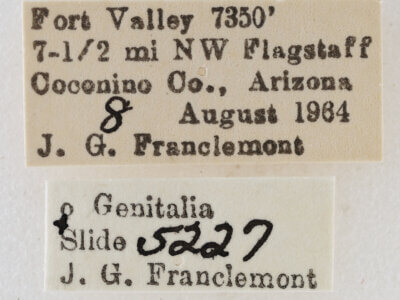 label view of adult Eupithecia sinuata