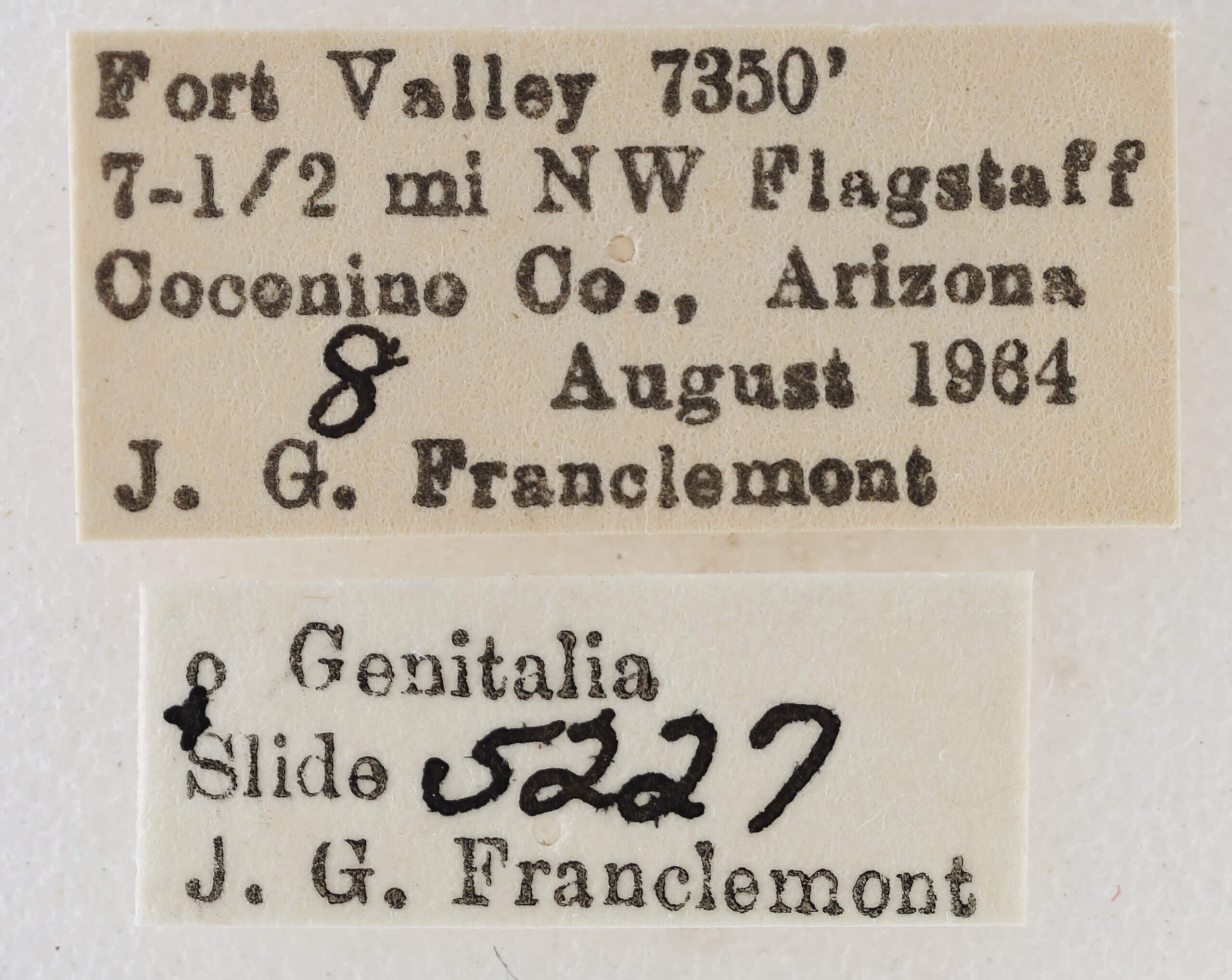 label view of adult Eupithecia sinuata