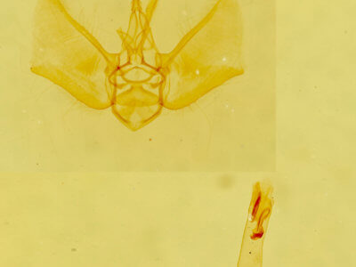 genitalia view of adult Eupithecia anticaria