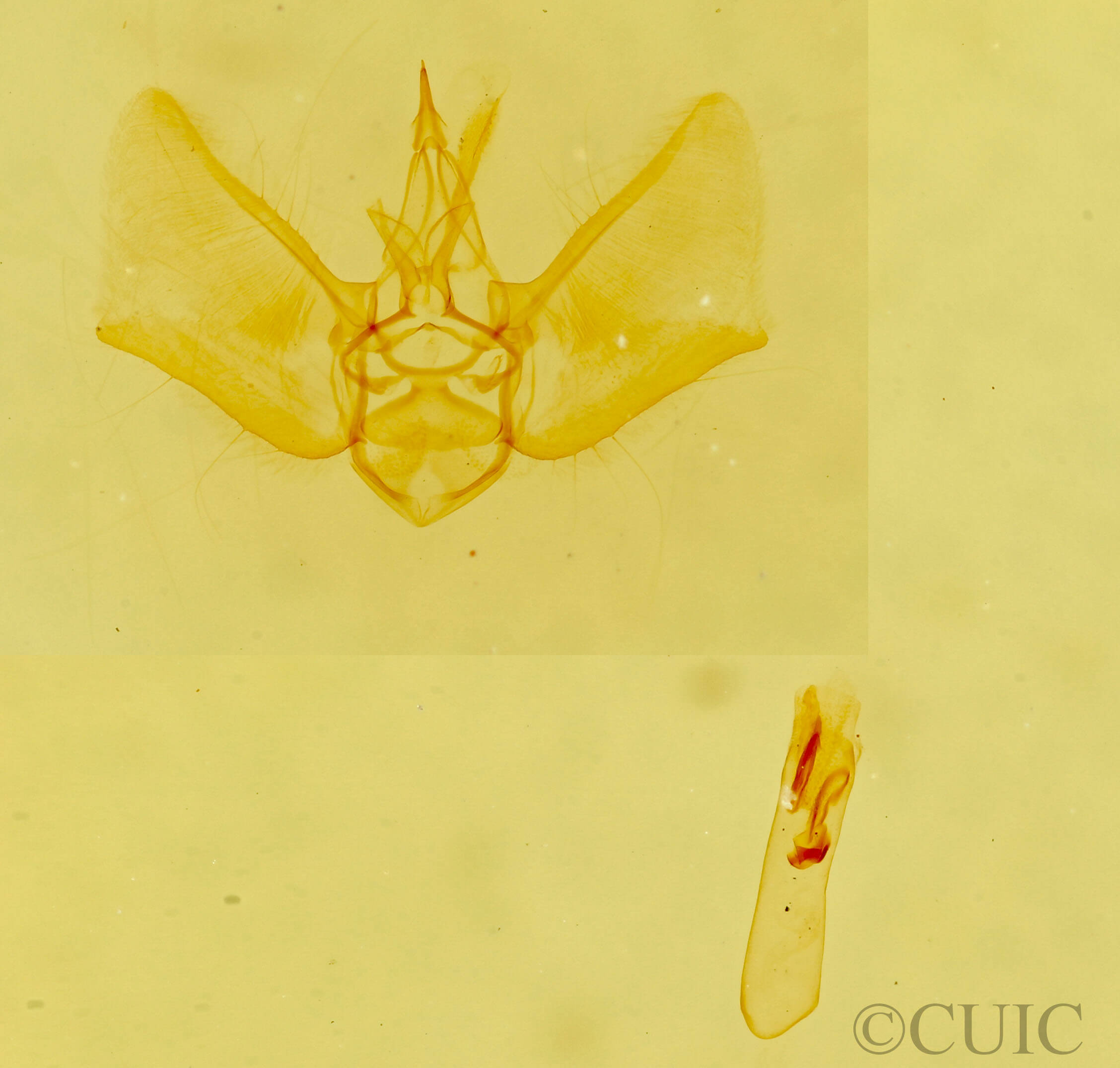 genitalia view of adult Eupithecia anticaria