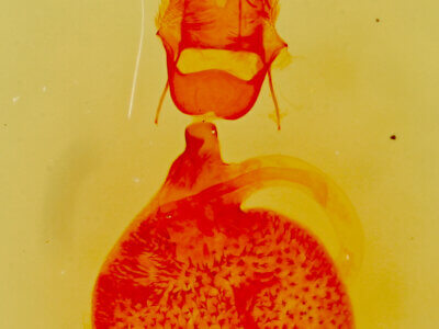 genitalia view of adult Eupithecia anticaria