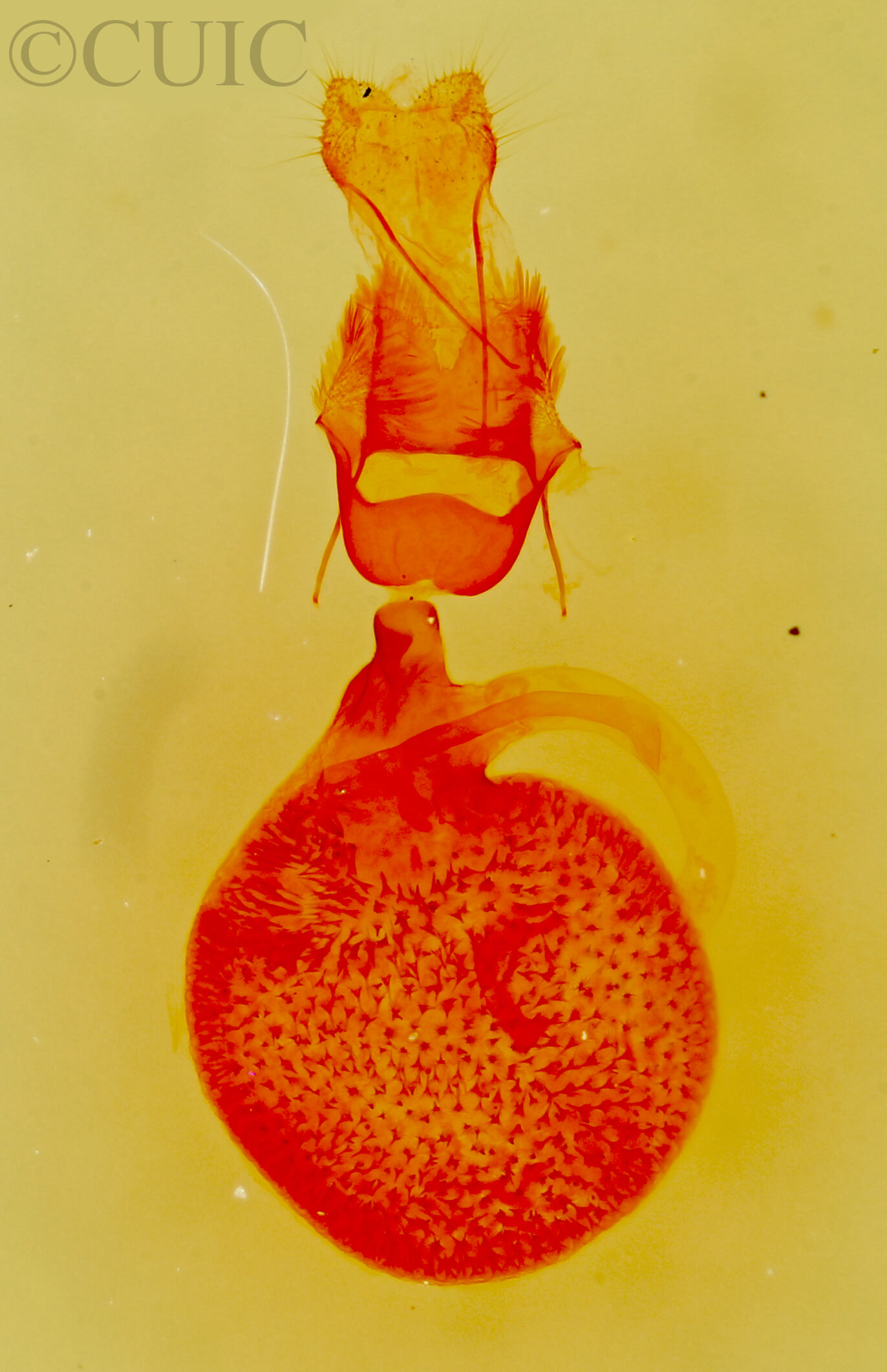 genitalia view of adult Eupithecia anticaria