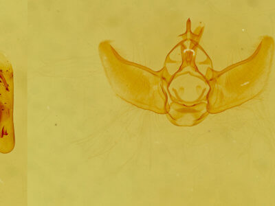 genitalia view of adult Eupithecia subcolorata