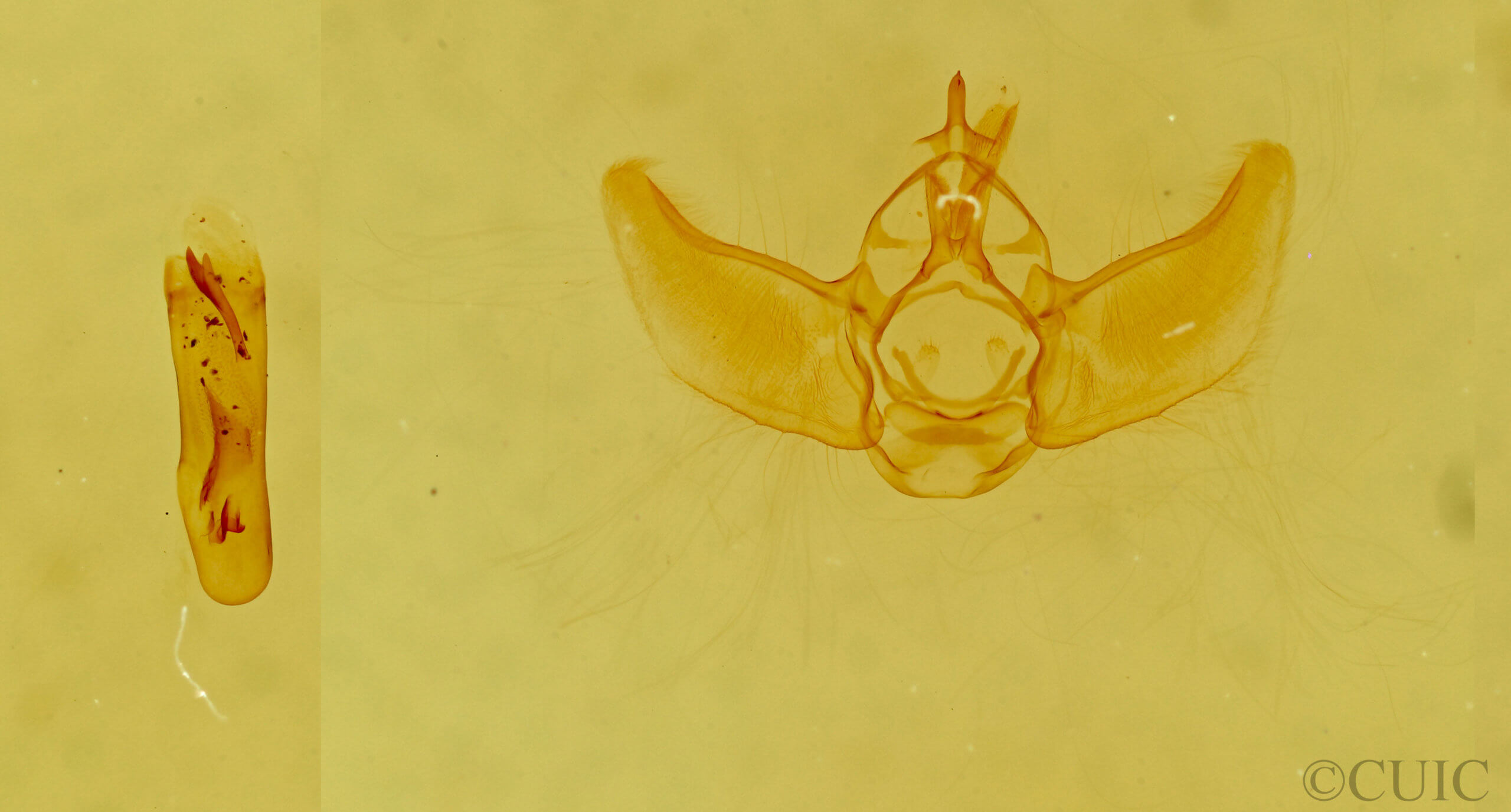 genitalia view of adult Eupithecia subcolorata