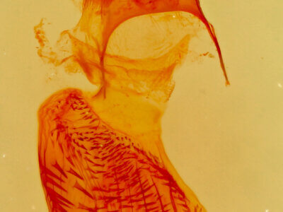 genitalia view of adult Eupithecia subcolorata