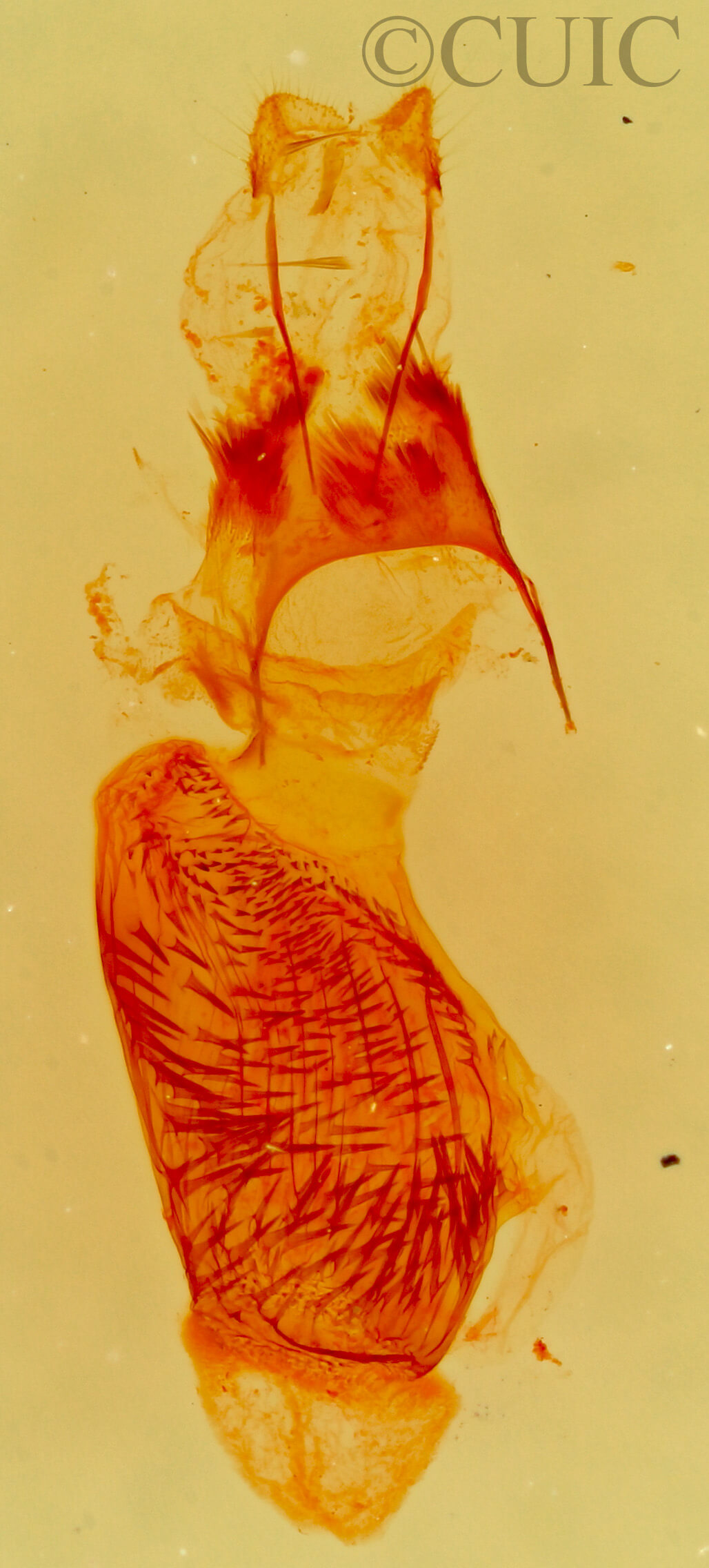 genitalia view of adult Eupithecia subcolorata