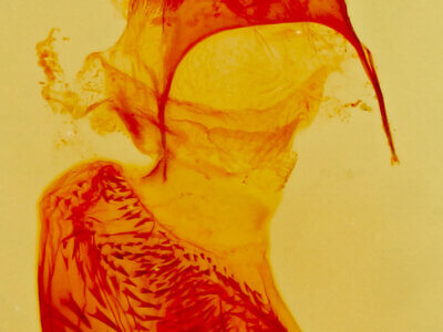 genitalia view of adult Eupithecia sierra