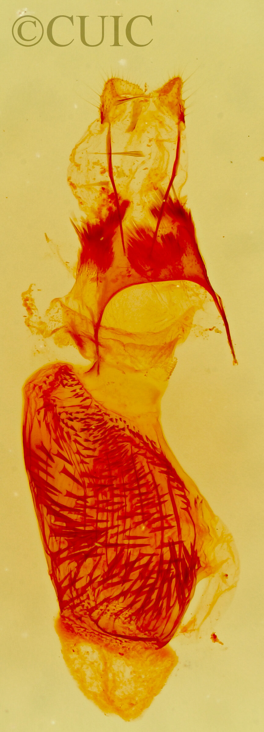 genitalia view of adult Eupithecia sierra