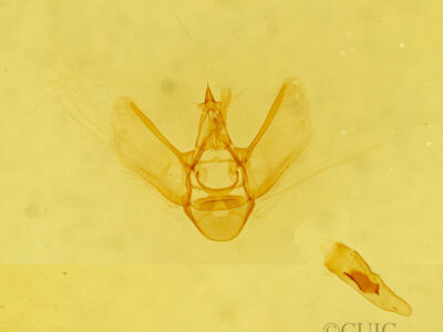 genitalia view of adult Eupithecia sierra