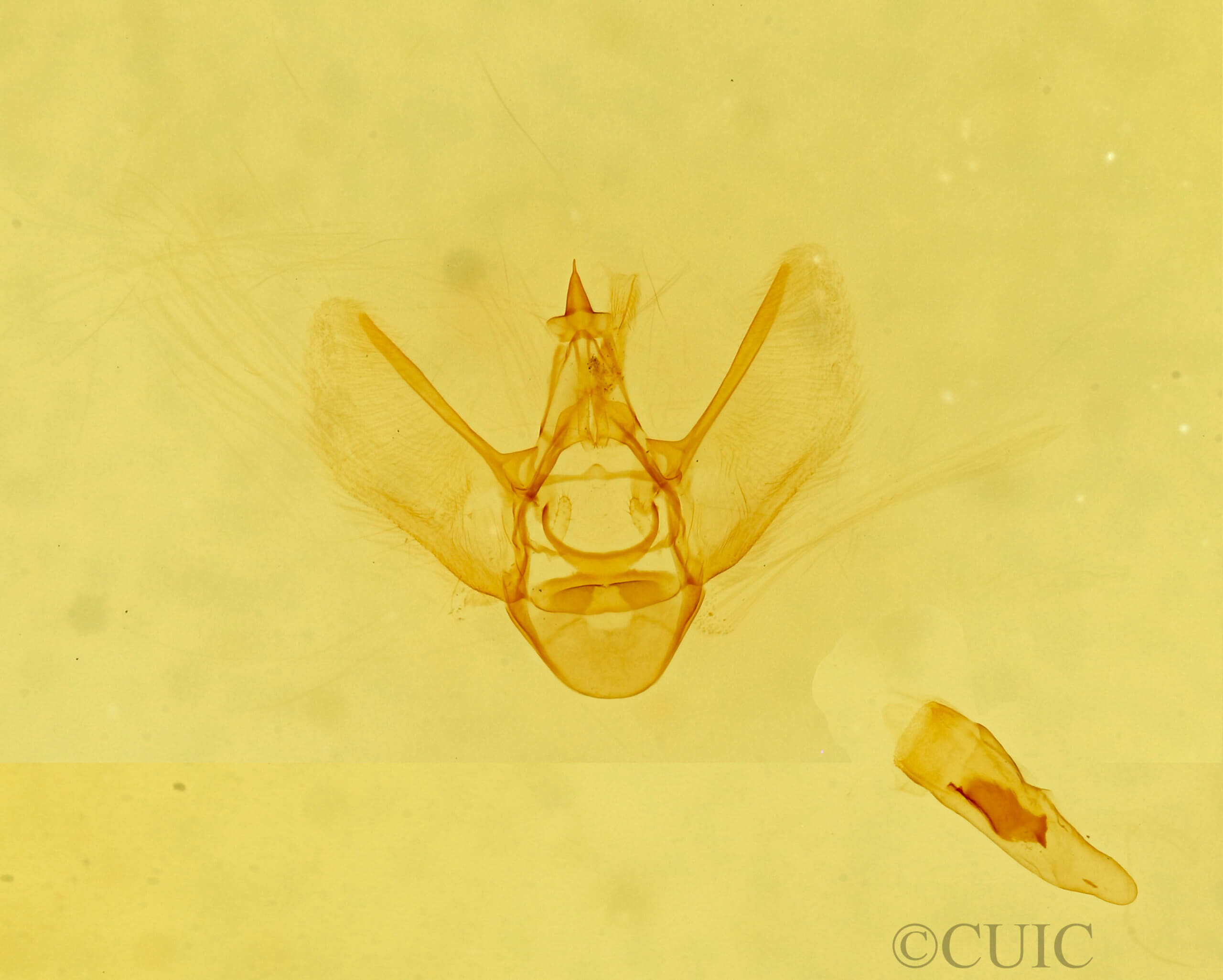 genitalia view of adult Eupithecia sierra