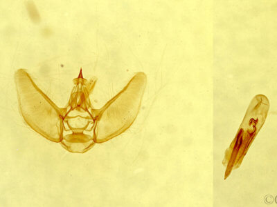 genitalia view of adult Eupithecia bolterii