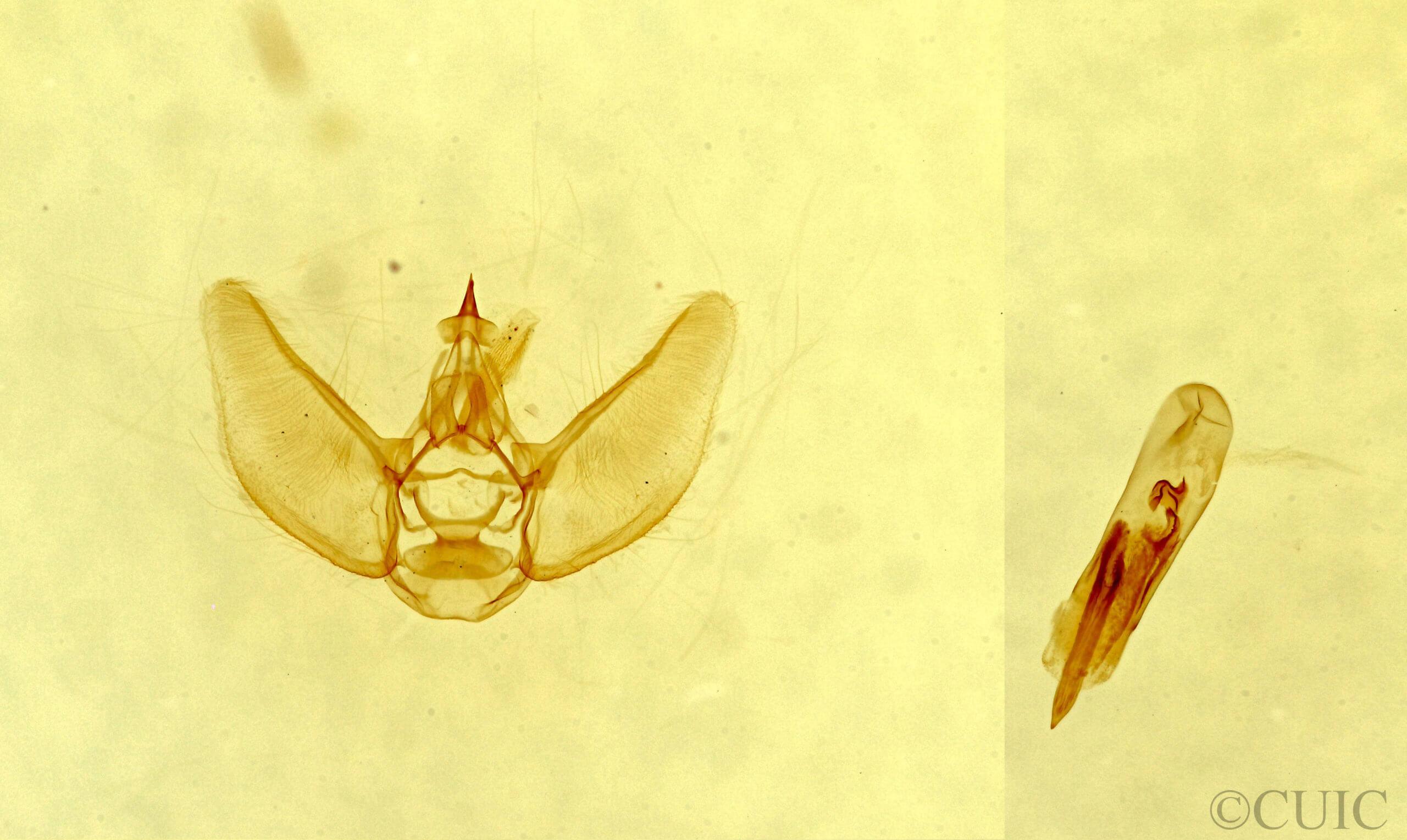 genitalia view of adult Eupithecia bolterii