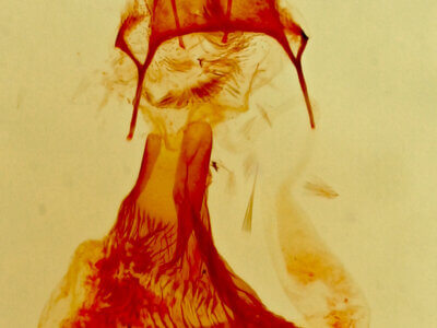 genitalia view of adult Eupithecia bolterii