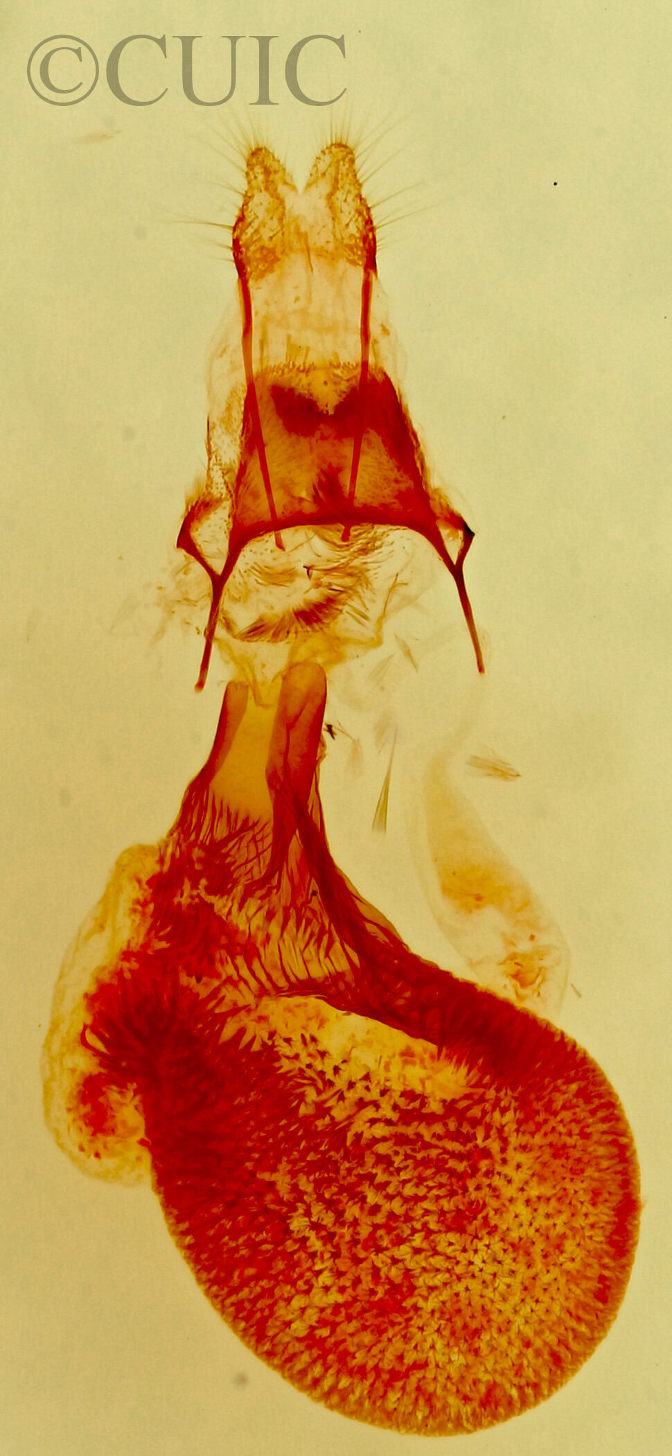 genitalia view of adult Eupithecia bolterii