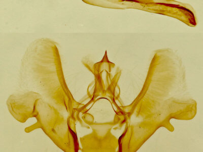 genitalia view of adult Eupithecia pinata