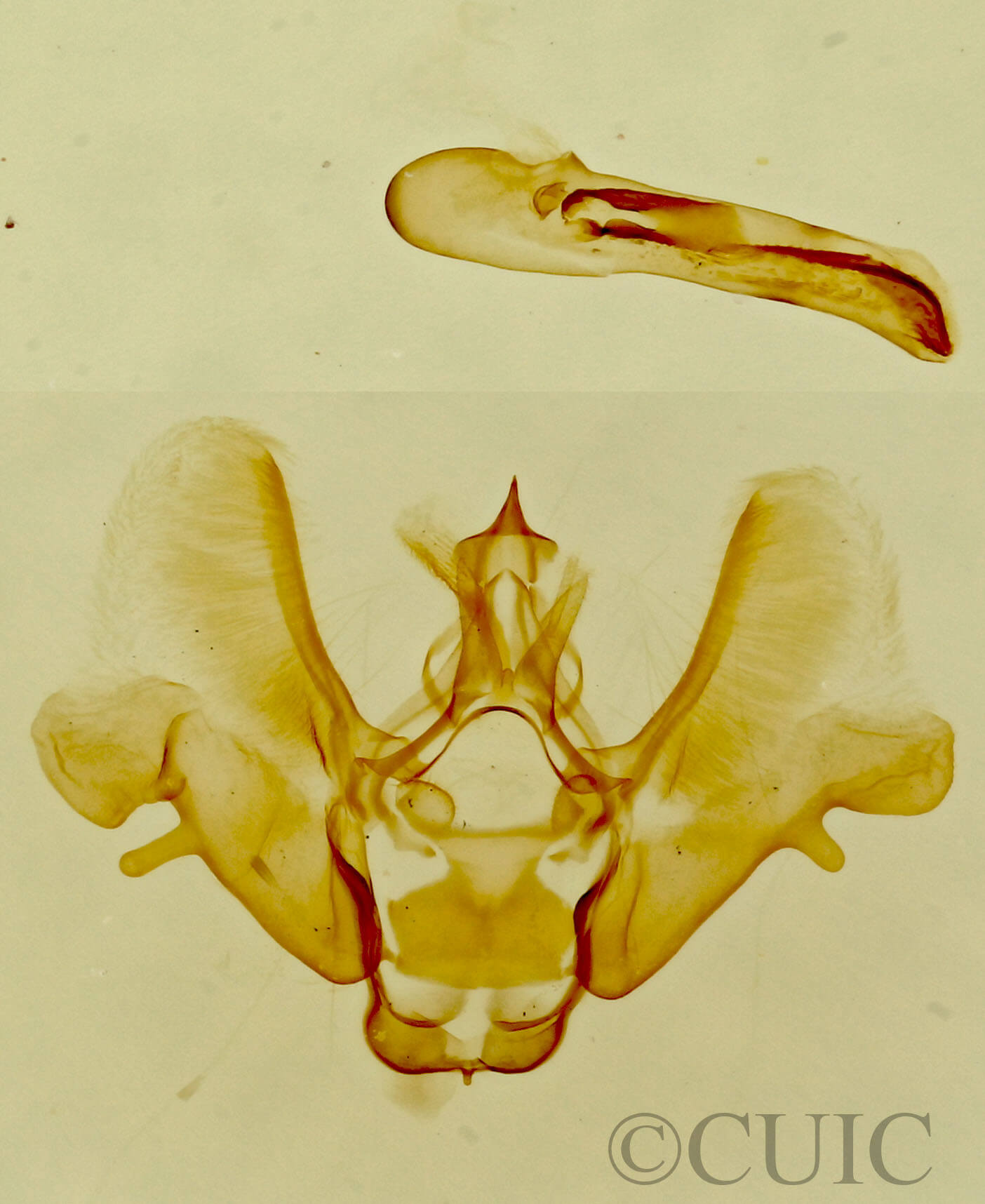 genitalia view of adult Eupithecia pinata