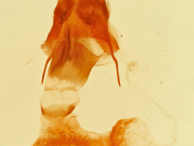 genitalia view of adult Eupithecia pinata