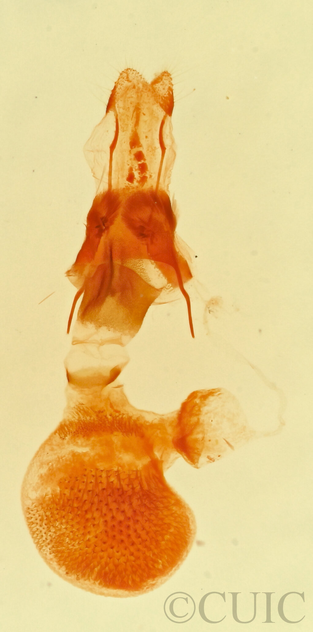 genitalia view of adult Eupithecia pinata