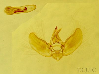 genitalia view of adult Prorella artestata