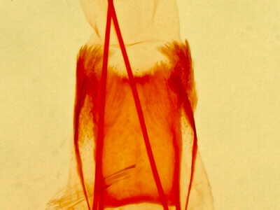 genitalia view of adult Prorella artestata