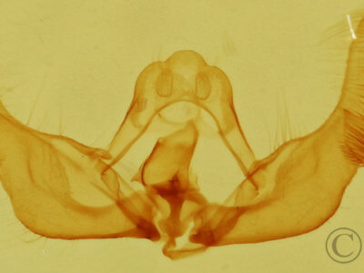 genitalia view of adult Eucopina monitorana