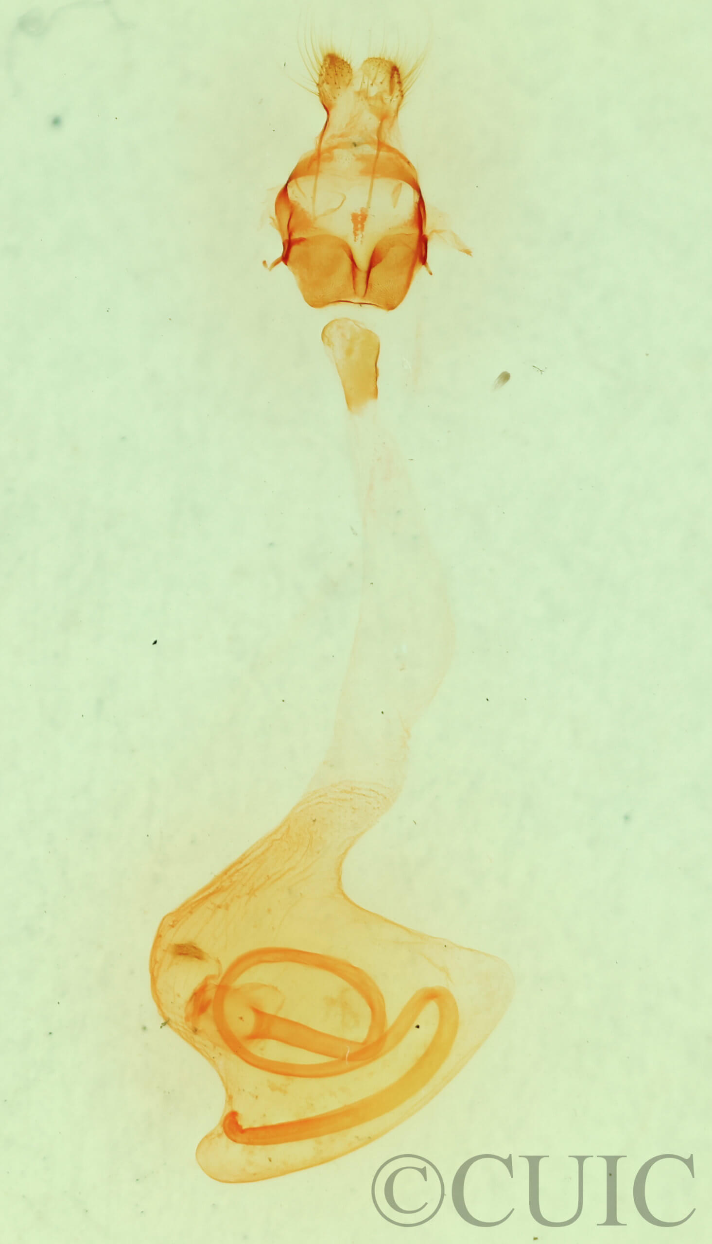 genitalia view of adult Anicla cemolia