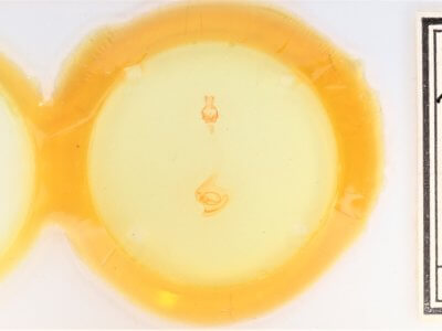 slide view of adult Anicla cemolia