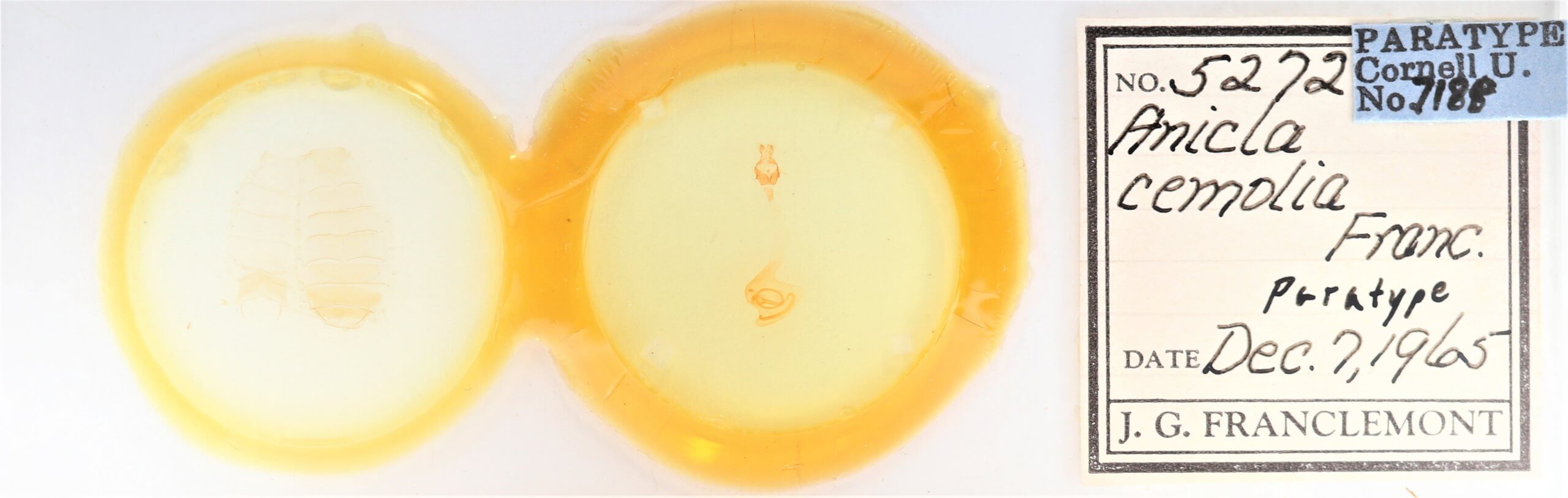 slide view of adult Anicla cemolia