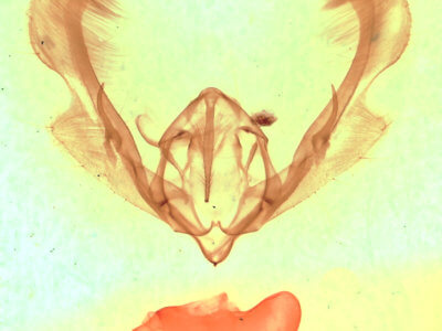 genitalia view of adult Anicla cemolia