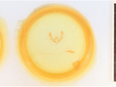 slide view of adult Anicla cemolia