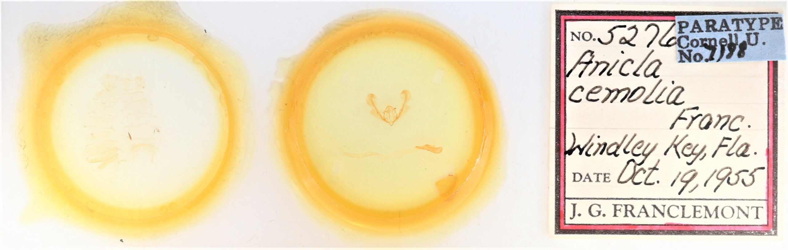 slide view of adult Anicla cemolia