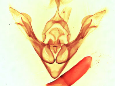 genitalia view of adult Synorthodes auriginea