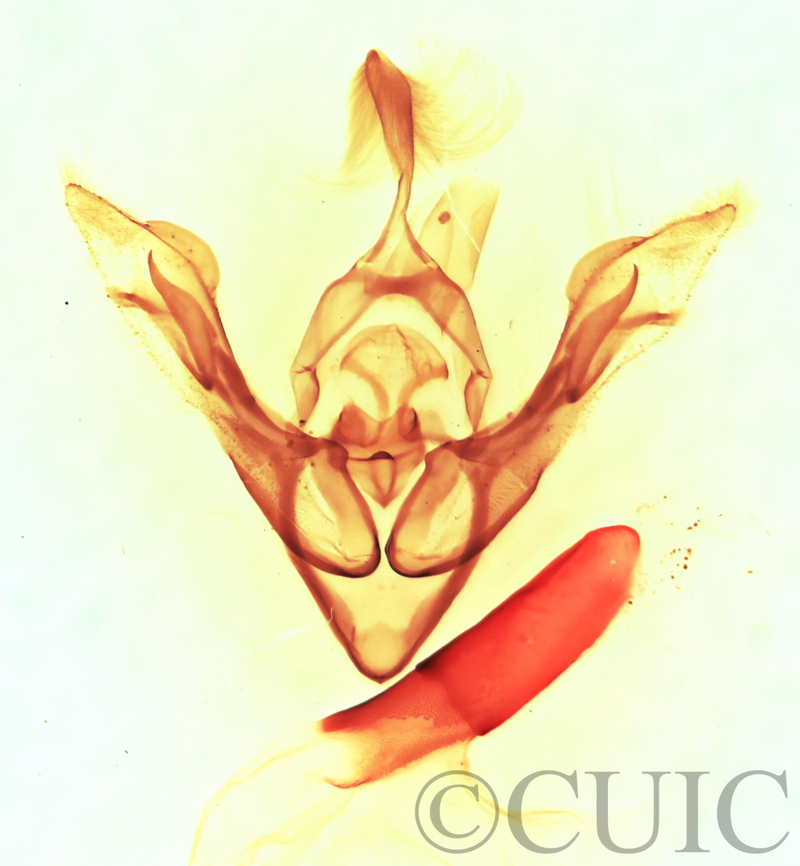 genitalia view of adult Synorthodes auriginea