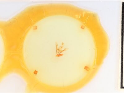 slide view of adult Synorthodes auriginea