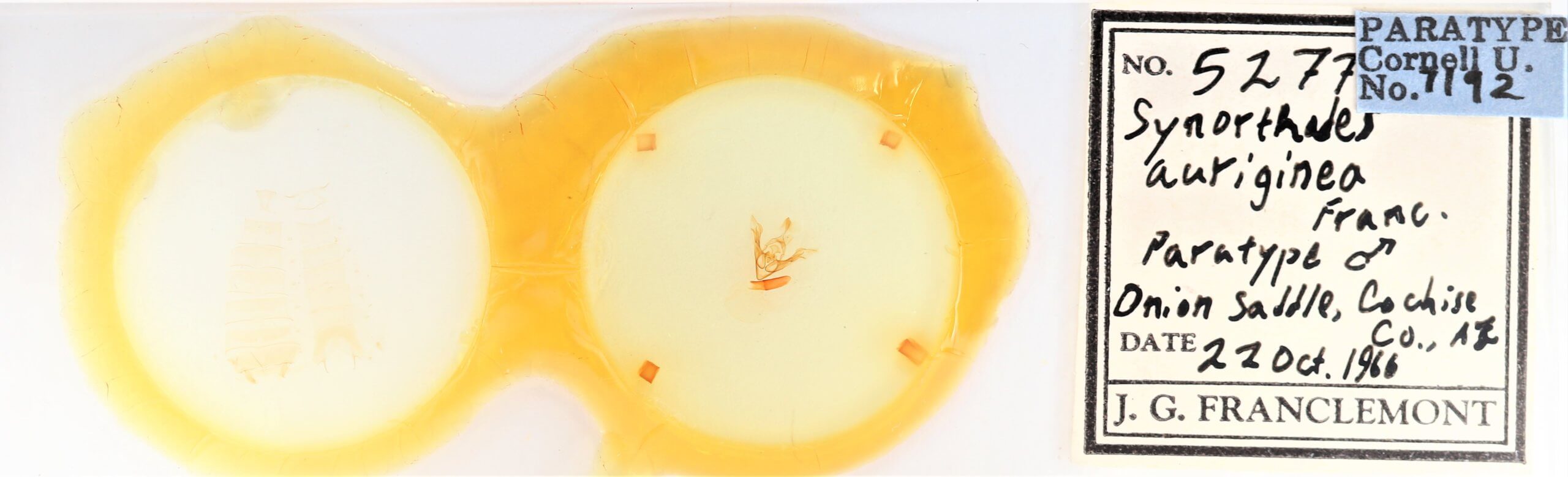 slide view of adult Synorthodes auriginea