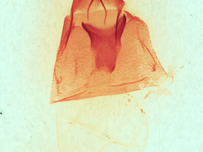 genitalia view of adult Synorthodes auriginea