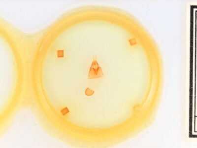 slide view of adult Synorthodes auriginea