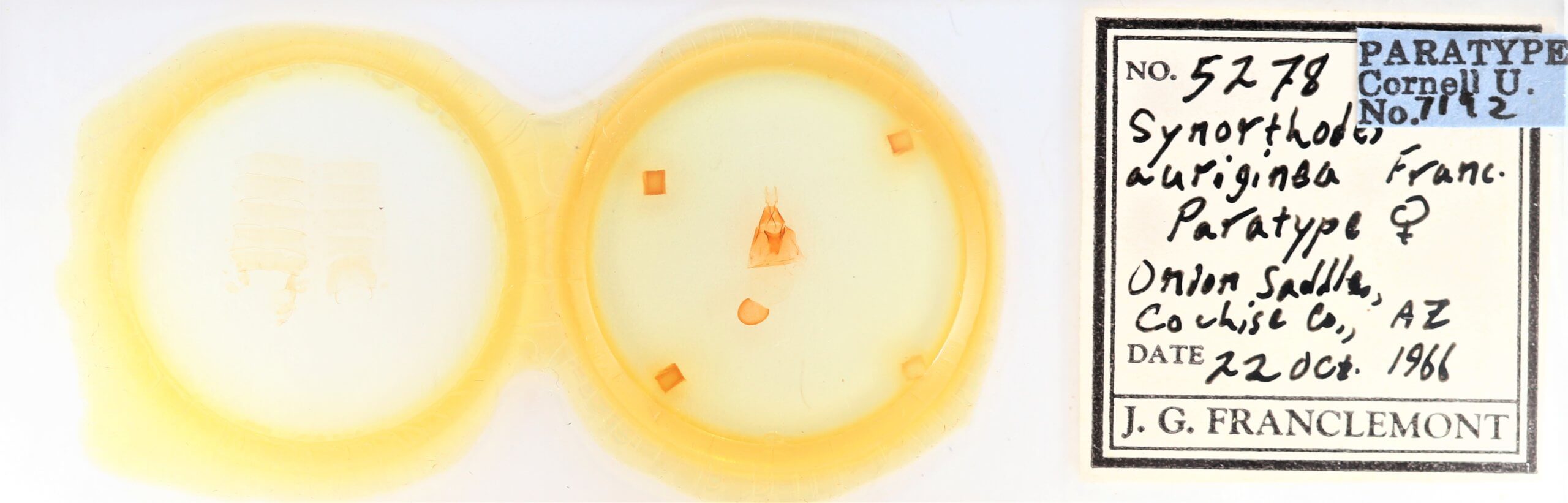 slide view of adult Synorthodes auriginea