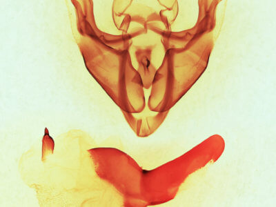 genitalia view of adult Synorthodes typhedana