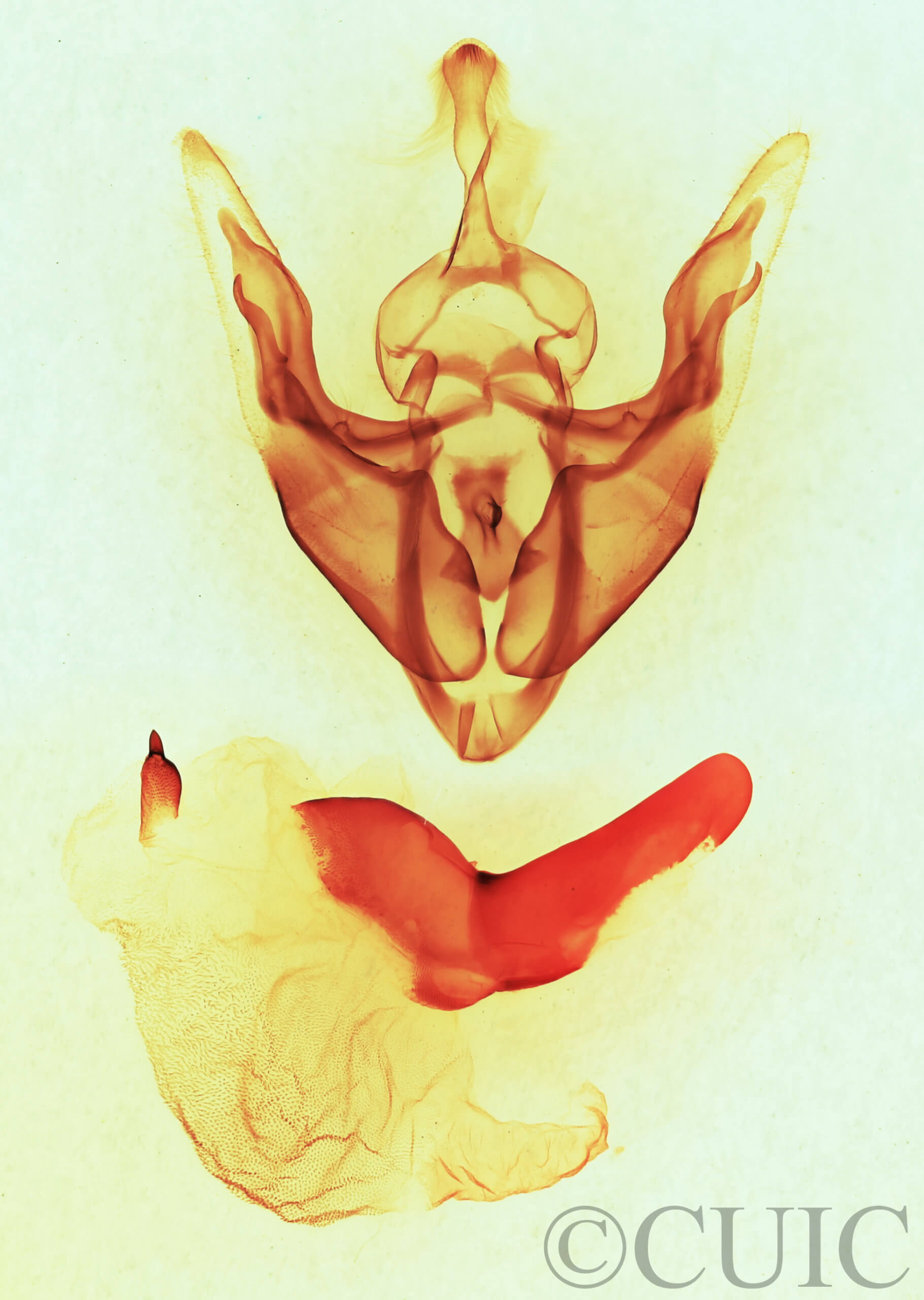 genitalia view of adult Synorthodes typhedana