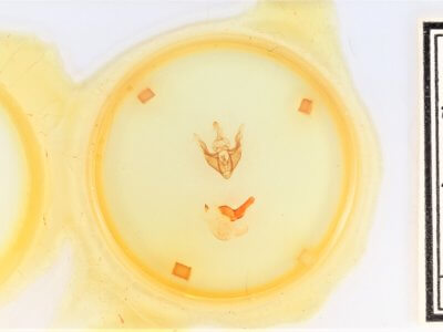 slide view of adult Synorthodes typhedana