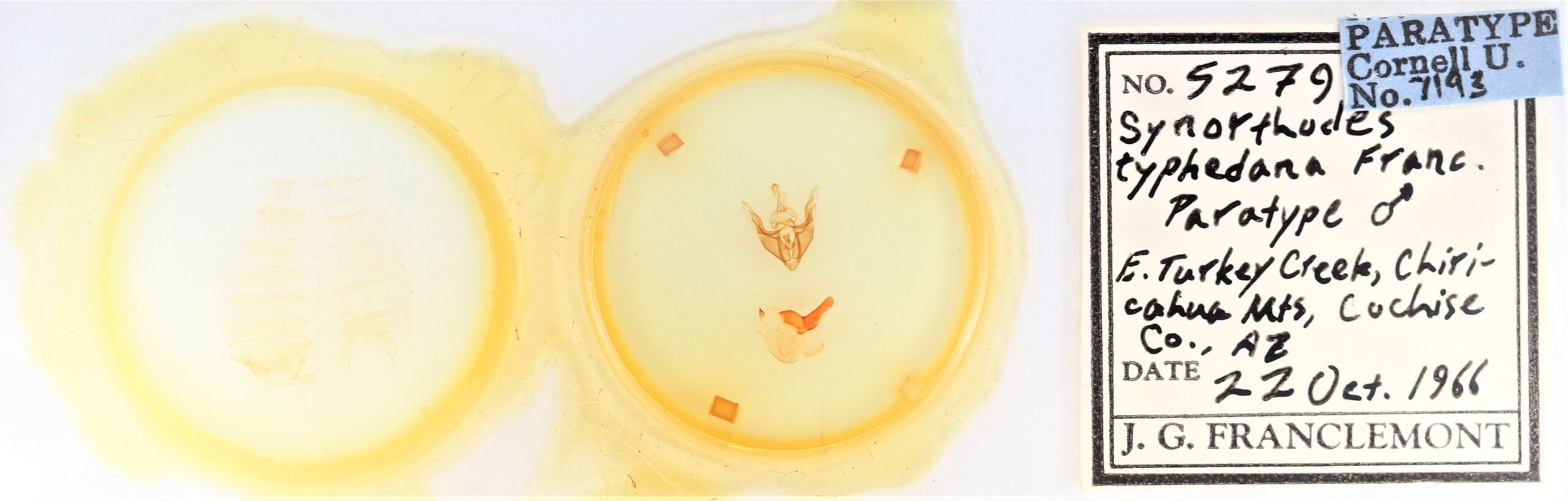 slide view of adult Synorthodes typhedana