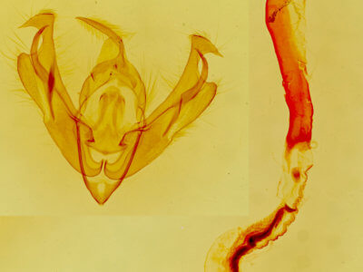 genitalia view of adult Lacinipolia spiculosa